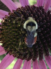 Bombus huntii