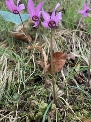 Cyclamen purpurascens