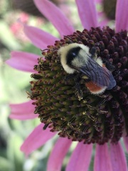 Bombus huntii