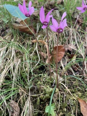 Cyclamen purpurascens