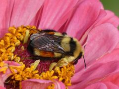 Bombus huntii