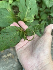 Persicaria virginiana