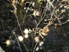 Sixalix atropurpurea