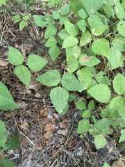 Amphicarpaea bracteata