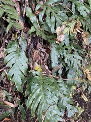 Blechnum colensoi