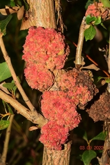 Aceria parapopuli