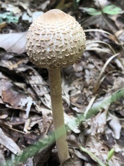 Macrolepiota