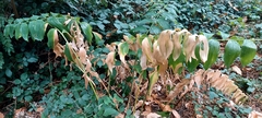 Polygonatum multiflorum