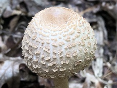 Macrolepiota