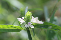Tetramerium nervosum