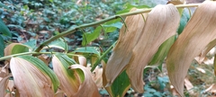 Polygonatum multiflorum
