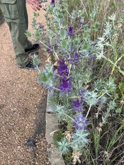 Eryngium leavenworthii