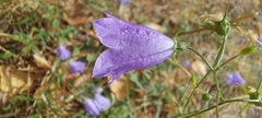 Campanula rotundifolia