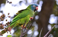 Thectocercus acuticaudatus