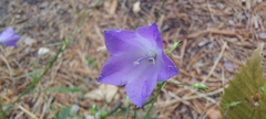 Campanula rotundifolia