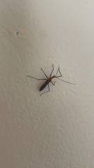 Zelus longipes