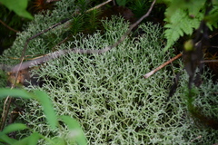 Cladonia subtenuis