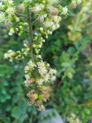Solidago bicolor