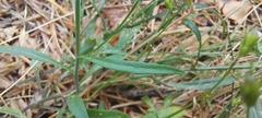 Campanula rotundifolia