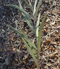 Salix exigua