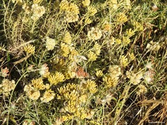 Anthyllis vulneraria