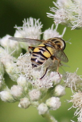 Helophilus latifrons