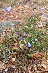 Campanula rotundifolia