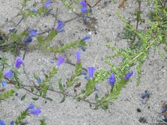Echium rosulatum
