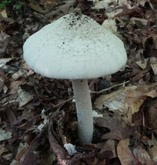 Amanita cokeri