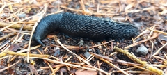Limax cinereoniger