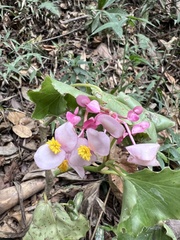 Begonia bracteosa