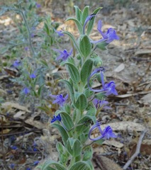 Trichostema lanceolatum