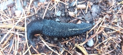 Limax cinereoniger