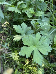 Geranium maculatum