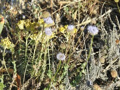 Jasione sessiliflora