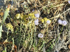 Jasione sessiliflora