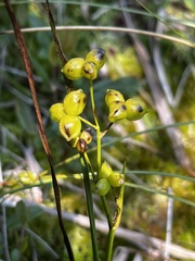 Scheuchzeria palustris