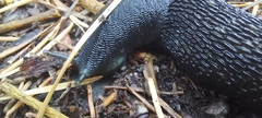 Limax cinereoniger