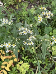 Doellingeria umbellata