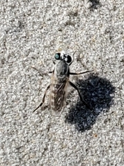 Laphystia