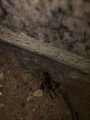 Eumodicogryllus bordigalensis