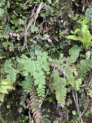 Adiantum cunninghamii