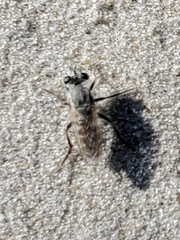 Laphystia