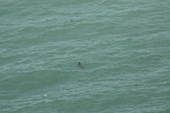 Phoca vitulina vitulina