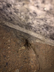 Eumodicogryllus bordigalensis