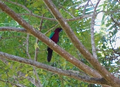 Prosopeia tabuensis