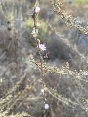 Stephanomeria