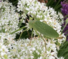 Pterophylla camellifolia