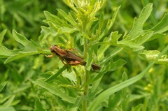 Melanoplinae
