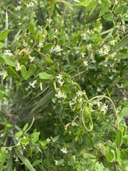 Metastelma barbigerum